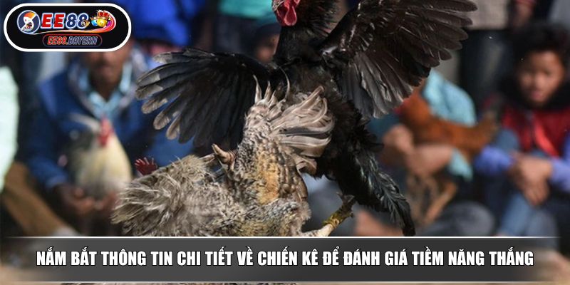Đá Gà Cựa Dao - Giải Trí Thú Vị Với Các Chiến Kê Dũng Mãnh 4 Nắm bắt thông tin chi tiết về chiến kê để đánh giá tiềm năng thắng