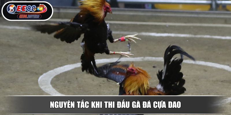 Đá Gà Cựa Dao - Giải Trí Thú Vị Với Các Chiến Kê Dũng Mãnh 3 Nguyên tắc khi thi đấu gà đá cựa dao