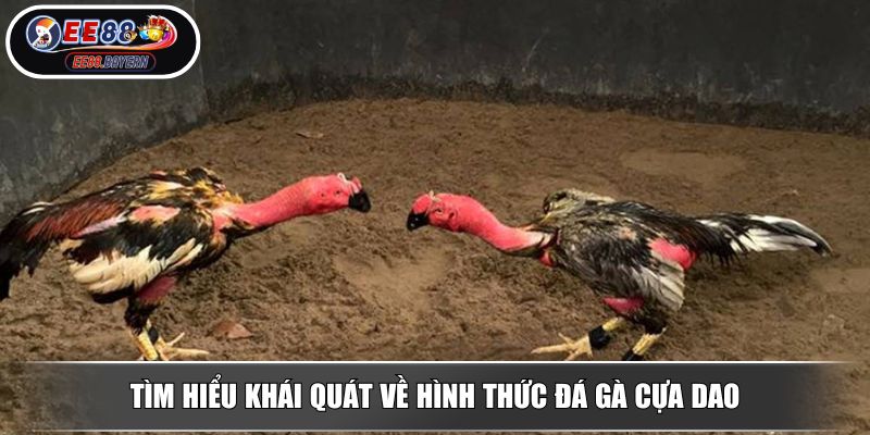 Đá Gà Cựa Dao - Giải Trí Thú Vị Với Các Chiến Kê Dũng Mãnh 2 Tìm hiểu khái quát về hình thức đá gà cựa dao