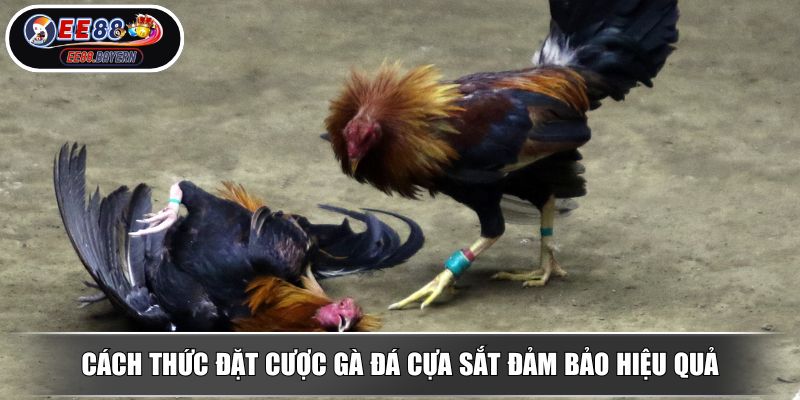Đá Gà Cựa Sắt EE88 - Loại Hình Thi Đấu Chiến Kê Đầy Hấp Dẫn 4 Cách thức đặt cược gà đá cựa sắt đảm bảo hiệu quả