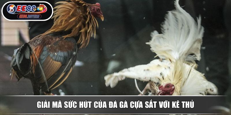 Đá Gà Cựa Sắt EE88 - Loại Hình Thi Đấu Chiến Kê Đầy Hấp Dẫn 2 Giải mã sức hút của đá gà cựa sắt với kê thủ