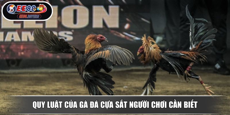 Đá Gà Cựa Sắt EE88 - Loại Hình Thi Đấu Chiến Kê Đầy Hấp Dẫn 3 Quy luật của gà đá cựa sắt người chơi cần biết