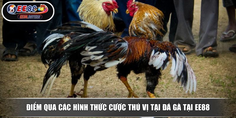 Điểm qua các hình thức cược thú vị tại đá gà tại EE88
