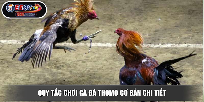 Đá Gà Thomo - Đấu Trường Chiến Kê Kịch Tính Nhất 2025 3 Quy tắc chơi gà đá Thomo cơ bản chi tiết