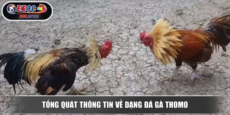 Đá Gà Thomo - Đấu Trường Chiến Kê Kịch Tính Nhất 2025 2 Tổng quát thông tin về dạng đá gà Thomo