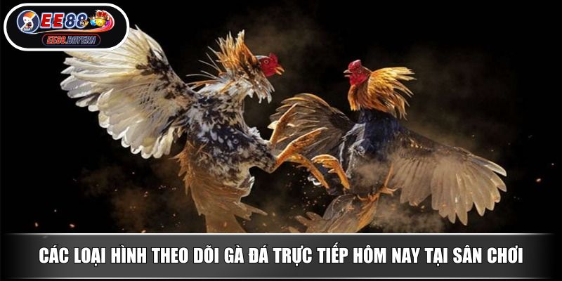 Đá Gà Trực Tiếp EE88 - Tận Hưởng Các Cuộc Đấu Đầy Chân Thực 4 Các loại hình theo dõi gà đá trực tiếp hôm nay tại sân chơi