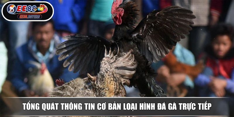 Đá Gà Trực Tiếp EE88 - Tận Hưởng Các Cuộc Đấu Đầy Chân Thực 2 Tổng quát thông tin cơ bản loại hình đá gà trực tiếp