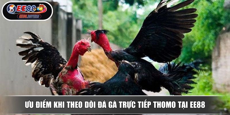 Đá Gà Trực Tiếp EE88 - Tận Hưởng Các Cuộc Đấu Đầy Chân Thực 3 Ưu điểm khi theo dõi đá gà trực tiếp Thomo tại EE88